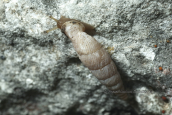 Snail ( Albinaria sp.) at Attica