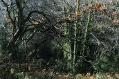 Landscape at Olympus mountain at Lesbos island