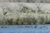 Moustos wetlands