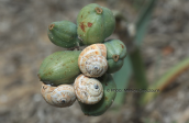 Snails on fruits of sea daffodil (Pancratium maritimum)