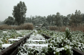 Snowing at Tritsis park at Athens