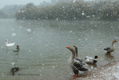 Snowing at Tritsis park at Athens