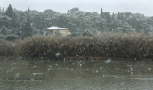 Snowing at Tritsis park at Athens