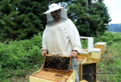 Beekeeper at Evia island