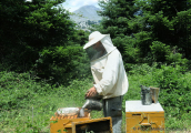 Beekeeper at Evia island