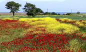 Landscape at Evia island