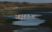 Image from Evros delta