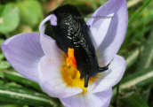 Slug on crocus flower at the peak at Ochi mountain