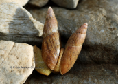 Snails (Poiretia sp.) at Taygetos mountain