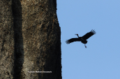 Black stork (Ciconia nigra) at Meteora