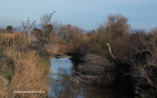 Kifisos river (Boeotia)