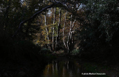 Autumn at Kifisos river