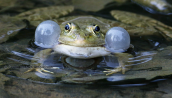 Frog at Parnitha mountain