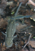 Triturus macedonicus and Ichthyosaura alpestris at Arenon lake at Gramos mountain