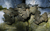 Yellow-bellied toads (Bombina variegata)