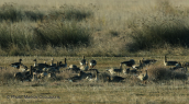 Whitefront geese at Evros delta