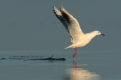 Slender-billed Gull (Larus genei) at Oropos lagoon