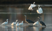 Herons at Oropos lagoon