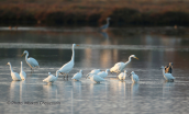 Herons at Oropos lagoon