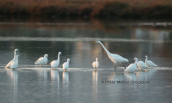 Herons at Oropos lagoon