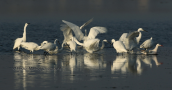 Herons at Oropos lagoon