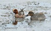 Gadwall and anas wigeon at Evros delta