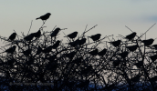 Image from Evros delta