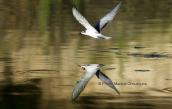 White-winged Tern (Chlidonias leucopterus) at Tritsis park (Athens)