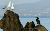 Yellow legged gulls and shag