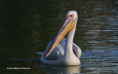 White pelicans at Tritsis park at the city of Athens