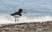 Oystercatcher (Haematopus ostralegus) at Oropos lagoon