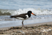 Oystercatcher (Haematopus ostralegus) at Oropos lagoon