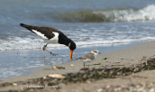 Oystercatcher (Haematopus ostralegus) at Oropos lagoon