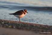 Ringed plover (Charadrius hiaticula) at Oropos lagoon