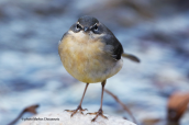 Grey wagtail (Motacilla cinerea)