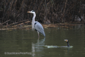 Grey heron