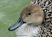 Pintail