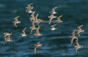 Calidris waders at flight