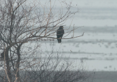 Spotted eagle at Kerkini lake