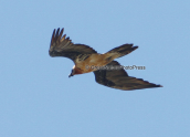 Bearded Vulture at Gigilos at Crete