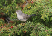 Subalpine Warbler (Sylvia cantillans) at Parnitha mountain