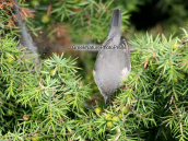 Subalpine Warbler (Sylvia cantillans) at Parnitha mountain