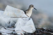 Little stint (Calidris minuta) among garbage at Oropos lagoon