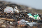 Kentish plover (charadrius alexandrinus) among garbage at Oropos lagoon