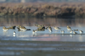 Bar-tailed Godwit (Limosa lapponica) and golden plovers (Pluvialis apricaria) at Oropos lagoon