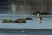 Bar-tailed Godwit (Limosa lapponica) at Oropos lagoon