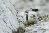 Wallcreeper (Tichodroma muraria) at Olympos mountain