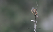 Rock bunting (Emberiza cia)