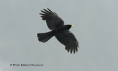 Alpine chough (Pyrrhocorax graculus)