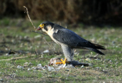 Peregrine falcon (Falco peregrinus) at Oropos lagoon